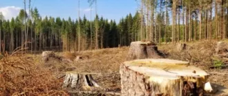 На Кіровоградщині посадовець однієї з філій ДП «Ліси України» завдав збитків довкіллю майже 5 мільйонів гривень