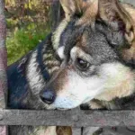 У Мізочі поліцейські притягнули до відповідальності жінку, яка жорстоко поводилась із собакою
