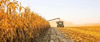 Закарпатські аграрії вже обмолотили понад третину зернових культур