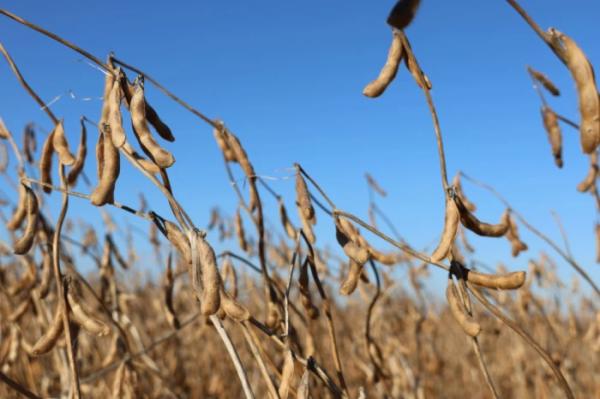 Продукція агрохолдингів у Луцькому районі може подорожчати через процес збору і сушіння врожаю15