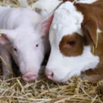 Рівненщина збільшує виробництво тваринницької продукції: на підтримку виділили 8 мільйонів гривень