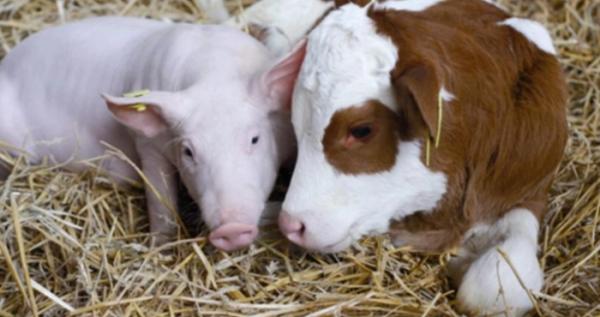 Рівненщина збільшує виробництво тваринницької продукції: на підтримку виділили 8 мільйонів гривень