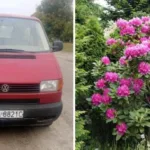 У Рожищі розігрують рододендрони, щоб зібрати гроші на ремонт авто для фронту