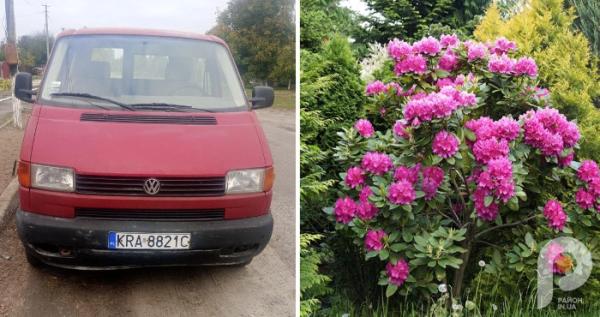 У Рожищі розігрують рододендрони, щоб зібрати гроші на ремонт авто для фронту
