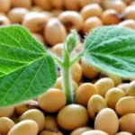 Українські аграрії експортували понад мільйон тонн сої та ріпаку після запровадження мита