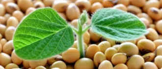 Українські аграрії експортували понад мільйон тонн сої та ріпаку після запровадження мита Українські аграрії експортували понад мільйон тонн сої та ріпаку після запровадження мита