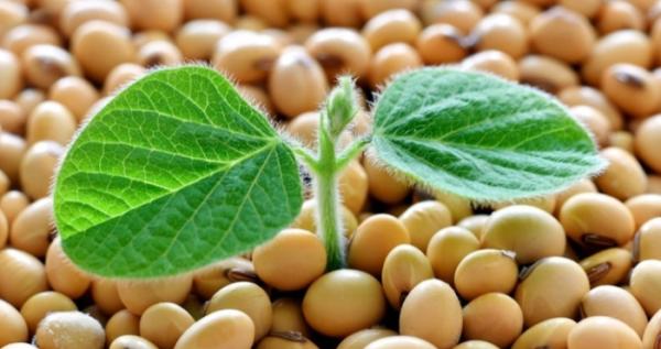 Українські аграрії експортували понад мільйон тонн сої та ріпаку після запровадження мита Українські аграрії експортували понад мільйон тонн сої та ріпаку після запровадження мита