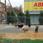 В окупованих Новій Каховці та Таврійську окупаційні «адміністрації» масово труять собак