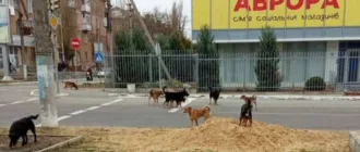 В окупованих Новій Каховці та Таврійську окупаційні «адміністрації» масово труять собак