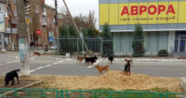 Бродячі собаки в Новій Каховці наприкінці 2024 року / Жовта Стрічка