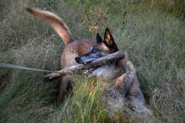 Від дитячої мрії до служби на кордоні: історія ратнівського кінолога та його чотирилапого напарника6