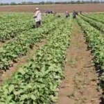 Херсонські овочівники виживають завдяки зрошенню з Інгульця