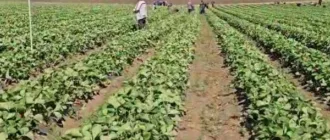 Херсонські овочівники виживають завдяки зрошенню з Інгульця