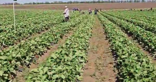 Скриншот відео Олександра Прокудіна Скриншот відео Олександра Прокудіна