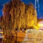 Миргородська громада переходить на посилений режим економії електроенергії: мінімізують вуличне освітлення та підсвітку реклами