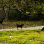 Поки в Генічеську окупанти піарять московський зоопарк на допомозі місцевим тваринам, місто потерпає від навали безпритульних собак