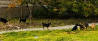 Поки в Генічеську окупанти піарять московський зоопарк на допомозі місцевим тваринам, місто потерпає від навали безпритульних собак