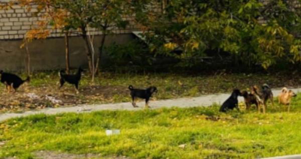 Безпритульні собаки в окупованому Генічеську Безпритульні собаки в окупованому Генічеську