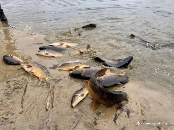 У нововолинське озеро запустили близько пів тонни риби1