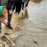 У нововолинське озеро запустили близько пів тонни риби