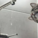 У Рожищі – прорив на водопроводі: дві вулиці залишились без води