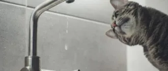 У Рожищі – прорив на водопроводі: дві вулиці залишились без води