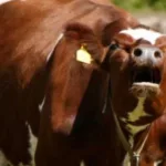 У селі на Кореччині зафіксували випадок сказу у домашньої тварини