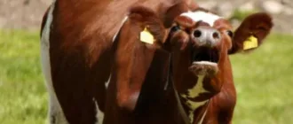 У селі на Кореччині зафіксували випадок сказу у домашньої тварини