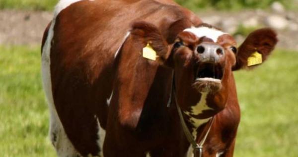 У селі на Кореччині виявили сказ у домашньої тварини