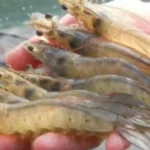 Ветеран із Закарпаття вирощує креветок і сомів за підтримки державної програми