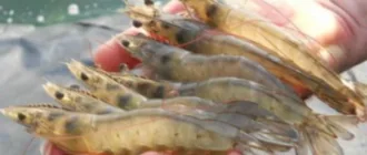 Ветеран із Закарпаття вирощує креветок і сомів за підтримки державної програми