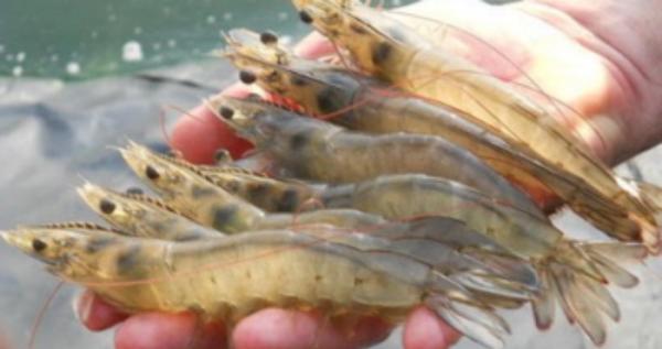 Ветеран із Закарпаття вирощує креветок і сомів за підтримки державної програми