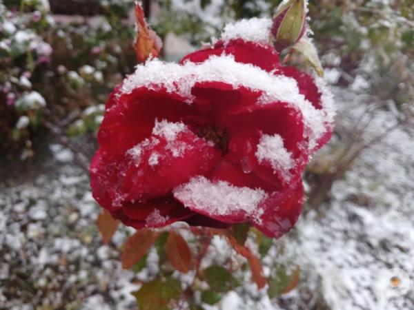 Зима близько: у Старій Вижівці випав перший сніг3