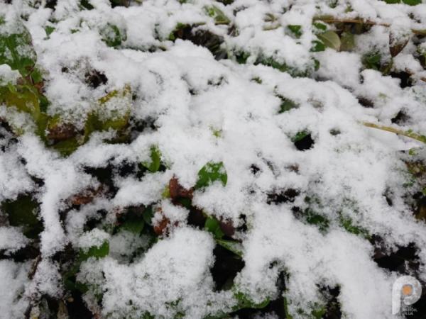 Зима близько: у Старій Вижівці випав перший сніг7