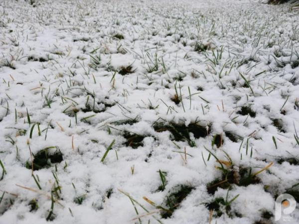 Зима близько: у Старій Вижівці випав перший сніг8