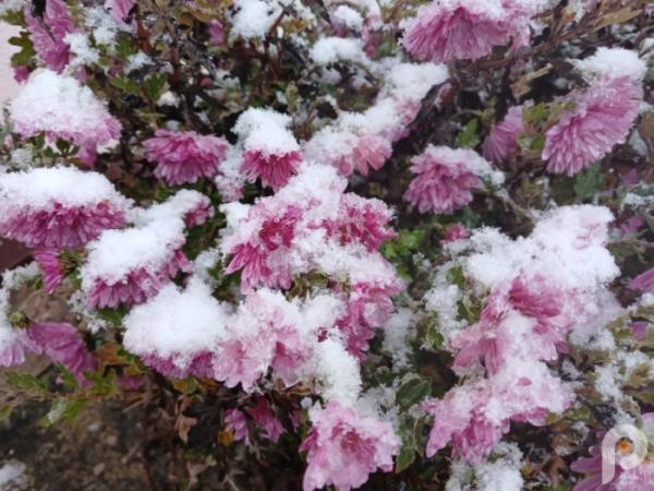 Зима близько: у Старій Вижівці випав перший сніг5