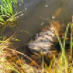 Зниклого пенсіонера, якого шукали тиждень, знайшли у водоймі в Рівненському районі