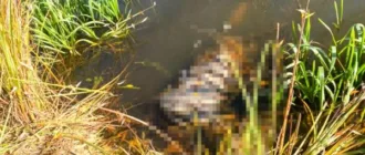 Зниклого пенсіонера, якого шукали тиждень, знайшли у водоймі в Рівненському районі