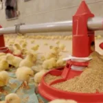 Компанія, яку підозрюють у постачанні м'яса на окуповані території, будує птахоферму на Волині