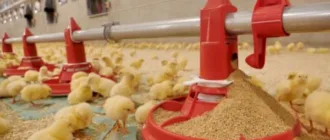 Компанія, яку підозрюють у постачанні м'яса на окуповані території, будує птахоферму на Волині