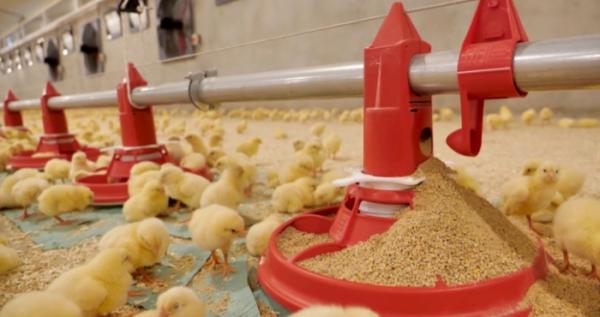 Компанія, яку підозрюють у постачанні м'яса на окуповані території, будує птахоферму на Волині