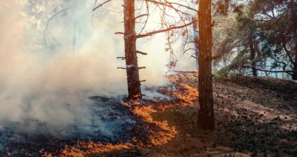 Російська агресія завдала Україні понад 6 трильйонів гривень екологічних збитків