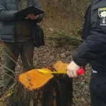 У Голобській громаді незаконно зрубали 64 дерева