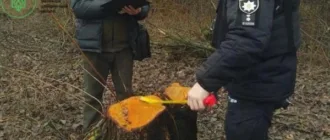 У Голобській громаді незаконно зрубали 64 дерева