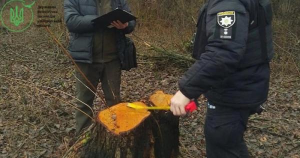 У Голобській громаді незаконно зрубали 64 дерева У Голобській громаді незаконно зрубали 64 дерева