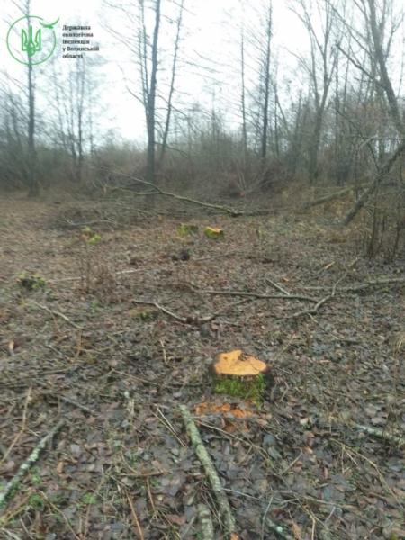 У Голобській громаді незаконно зрубали 64 дерева2