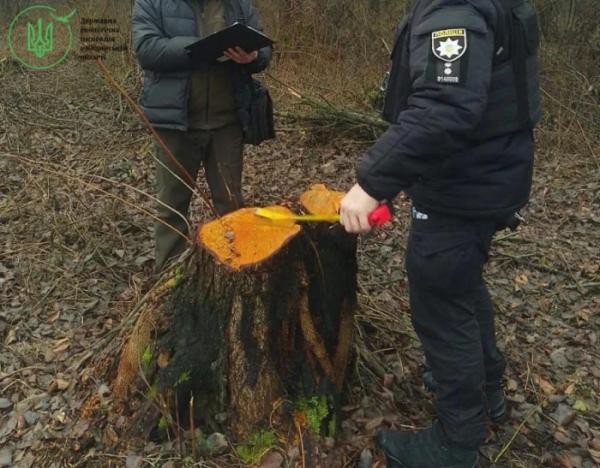 У Голобській громаді незаконно зрубали 64 дерева1