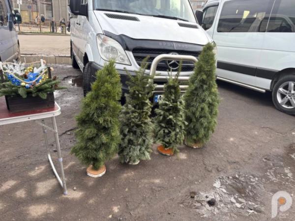 У Ковелі розпал ялинкових ярмарків: які ціни на ялинки у 2025 році10