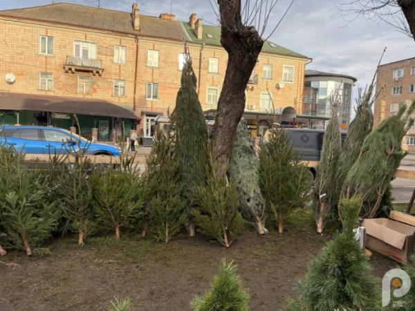 У Ковелі розпал ялинкових ярмарків: які ціни на ялинки у 2025 році5
