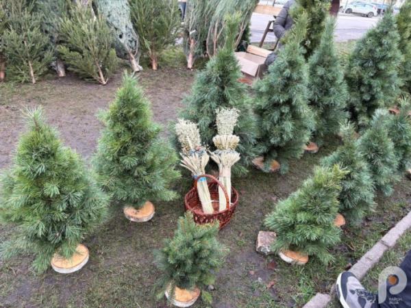 У Ковелі розпал ялинкових ярмарків: які ціни на ялинки у 2025 році4